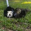 duckleberryfarm