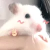 pretty_catt2