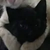 thmrclv