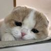 toe0091