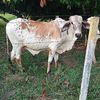 fernandocamargo496
