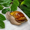 snails_estetic