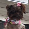 trix_the_chocolate_yorki