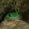 froggo_the_frog__