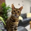 George_The_Bengal_Cat