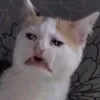 miss1.09