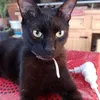 silperseni