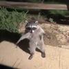 some_random_raccoon