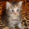 smokkyy2