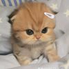 mochi_9272