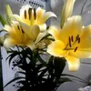 thy.thanh73513