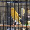 Mangge Canary