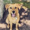 Koda