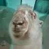 epicawesomecoolgirl