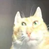 dhisme138