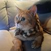 catvenya