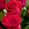 fahadali4082