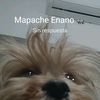 lachismosa008