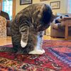 larsthecat