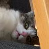 freddericosdigitaldiary