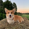 tykovka_corgi