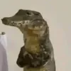 wtflavya