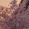 sumaya_ali233