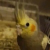 thicc_birb