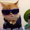 baguetticat