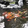 quynh_grakk
