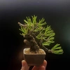 bonsai.datset