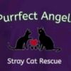 puurfectangelscatrescue