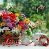 mercan00123