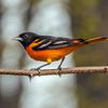 oriole54