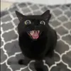 bigfatsloth_