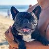 ozzie_thefrenchbulldog