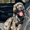 heisenberg_the_mastiff