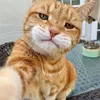 selfiecat2011