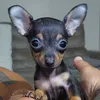 minipinscherfrancisco