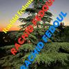 rachid_fedoul