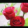 ebru0235