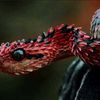 thesnakered