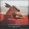 hamad_x001
