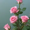 haong63