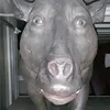 patrikholeka8