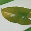 listiwae