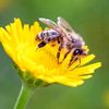 honeymadu42178