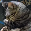 itikbooboo