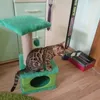 bengal_cat_leo
