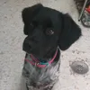 escuela_de_cachorros11